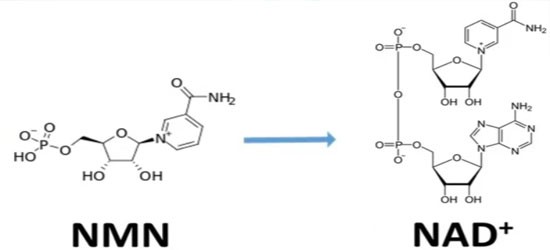 5-Amino-1MQ For sale | Shaanxi BLOOM Tech Co., Ltd 5-Amino-1MQ For sale | Shaanxi BLOOM Tech Co., Ltd