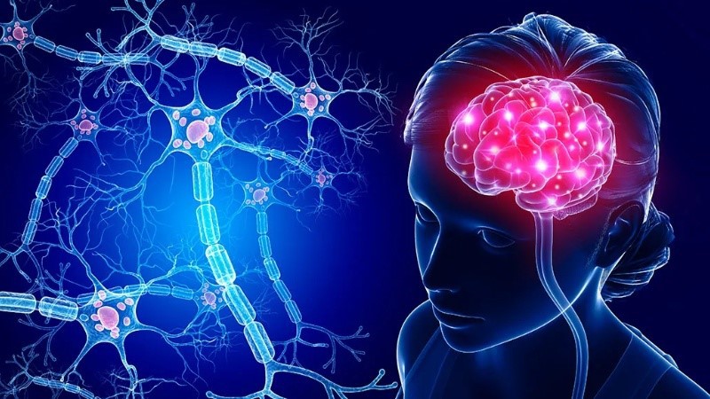 best nad nasal spray Brain Neurons | Shaanxi BLOOM Tech Co., Ltd best nad nasal spray Brain Neurons | Shaanxi BLOOM Tech Co., Ltd